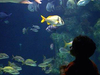 A Fish Tank At The Oklahoma Aquarium