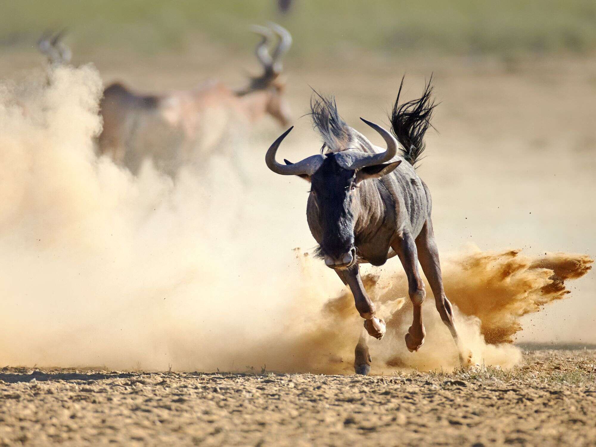 5 Day Kalahari Safari Botswana