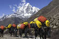 Yaks Carrying Supplies