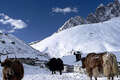 Yaks In Gokyo