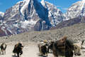 Yaks On The Way To Everest Base Camp 