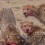 Lenchada Safaris Lenchada Safaris