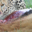 Nomadic Safaris Nomadic Safaris