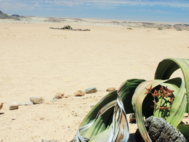Moon Landscape Welwitschia Plains From Red Dune Safaris Namibia