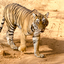 Zion Tours Zion Tours