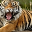 Amazing Bangladesh Amazing Bangladesh