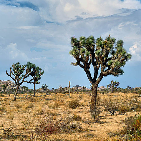 Towns and Villages near Joshua Tree National Park, United States